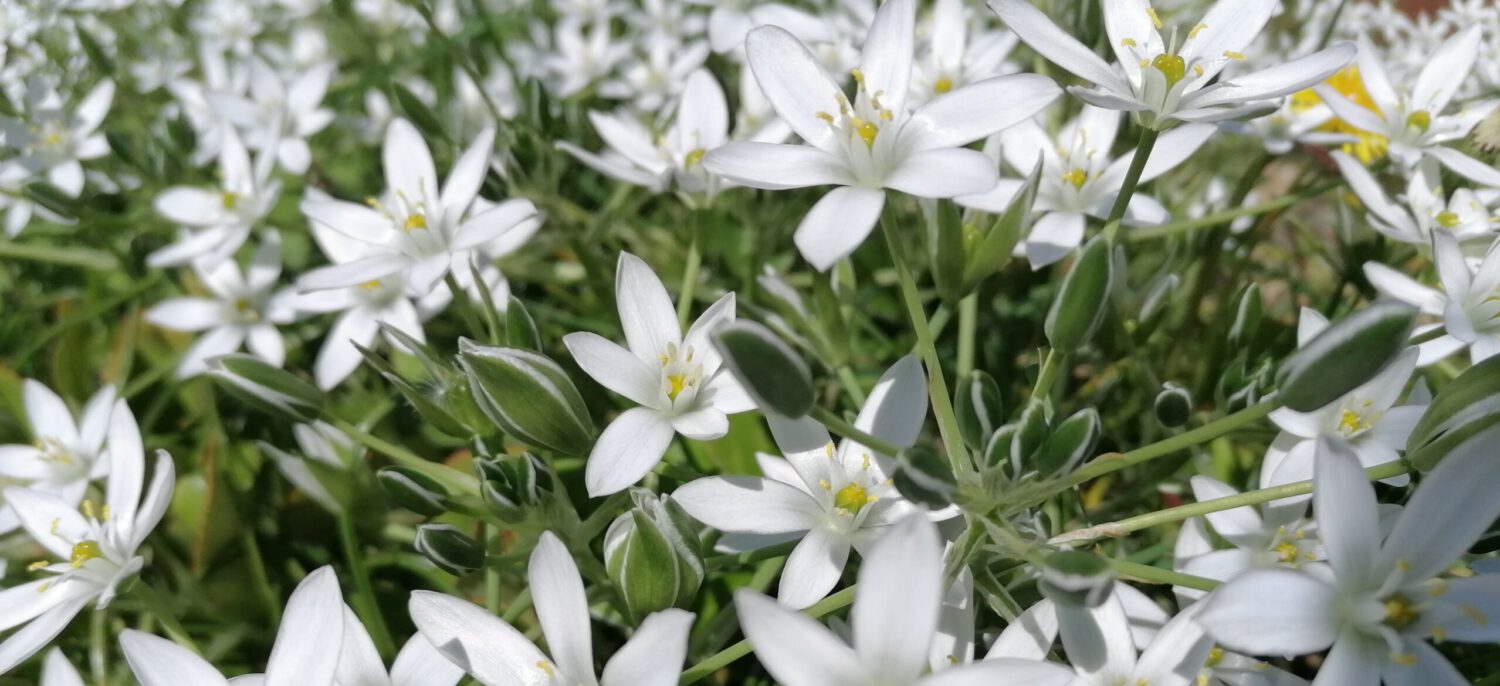 Energiearbeit Tribukait